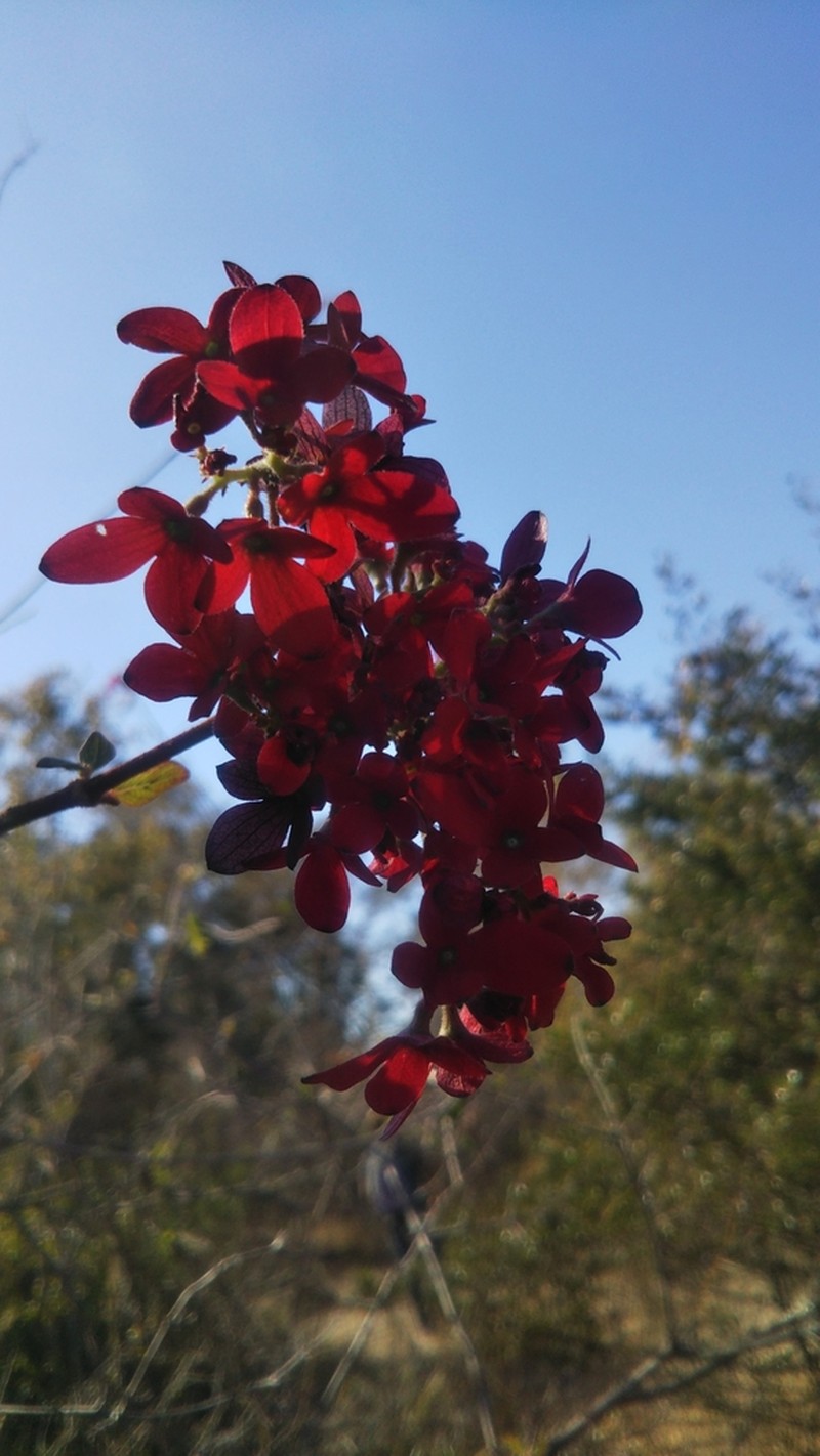 Paracarphalea pervilleana photo 6