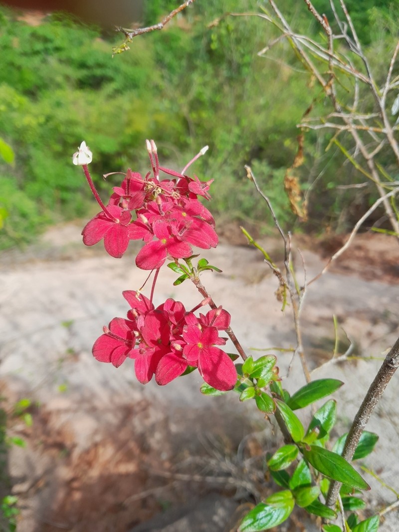Paracarphalea pervilleana photo 7