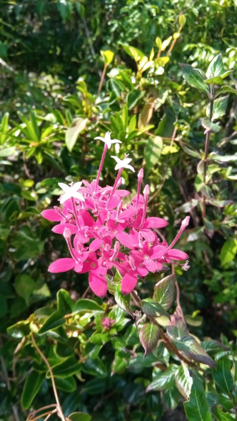 Paracarphalea pervilleana photo 8