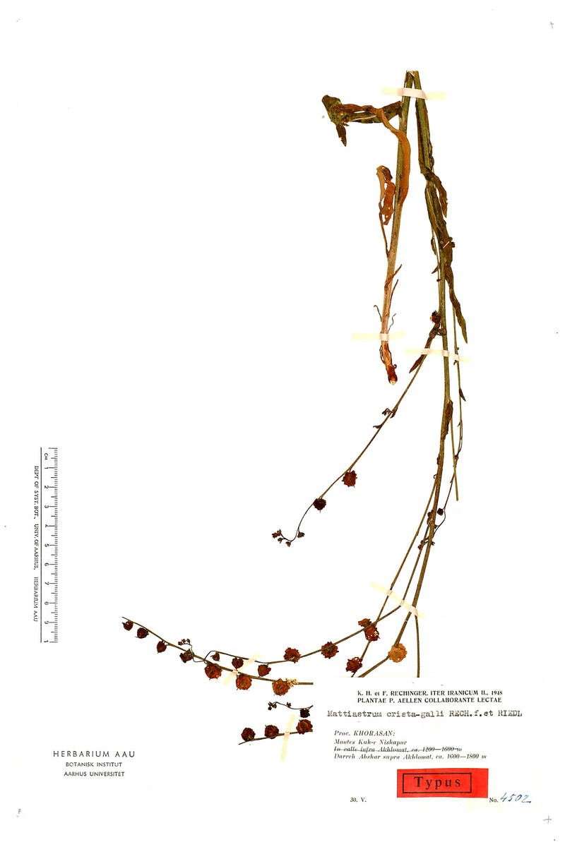 Paracaryum crista-galli