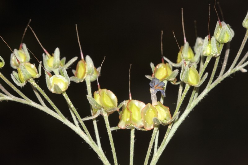 Paracaryum hedgei
