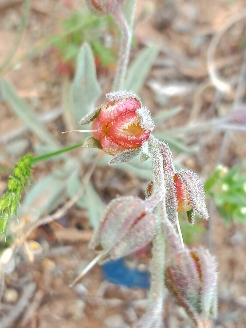 Paracaryum persicum photo 3