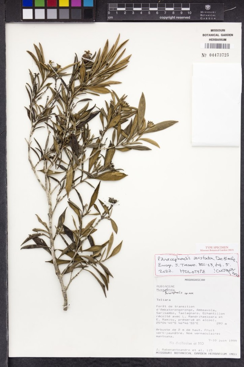Paracephaelis aristata