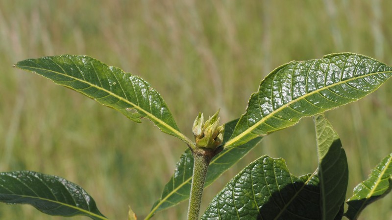 Paracephaelis capitulifera