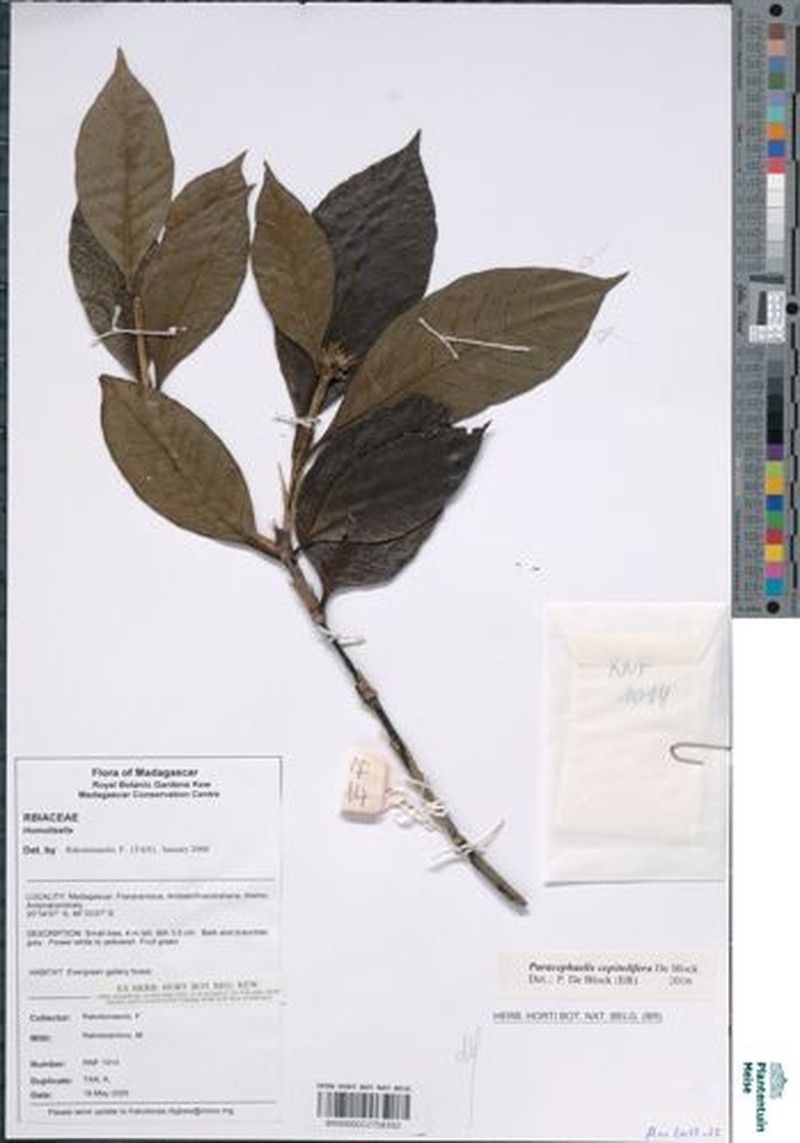 Paracephaelis capitulifera photo 2