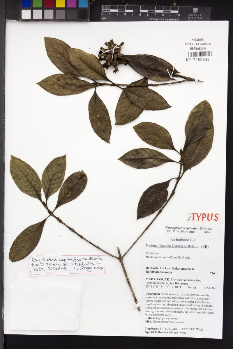 Paracephaelis capitulifera photo 3