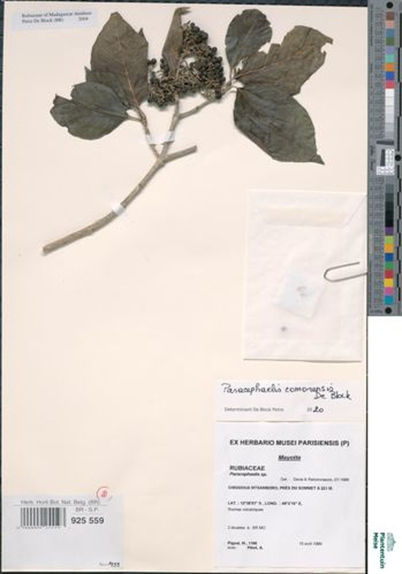 Paracephaelis comorensis