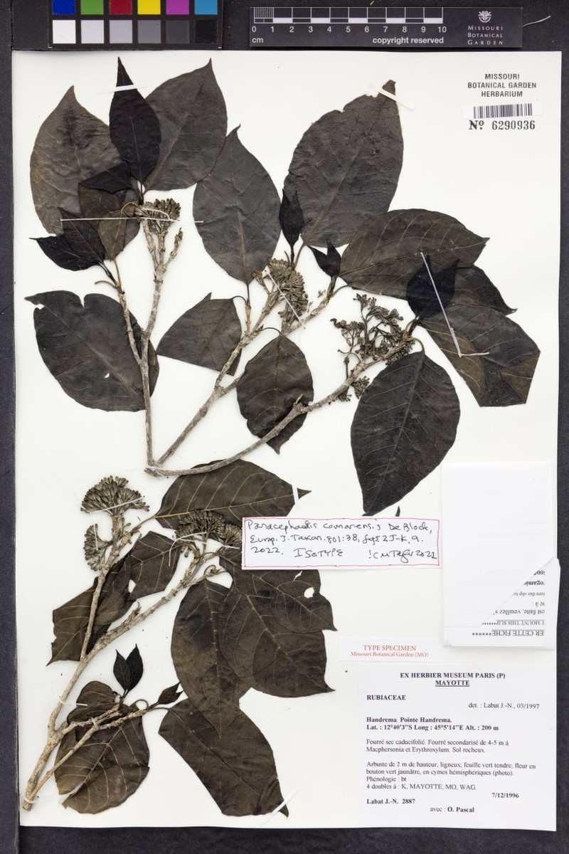 Paracephaelis comorensis photo 2