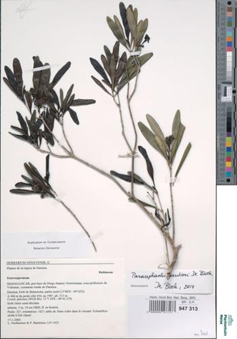 Paracephaelis gautieri