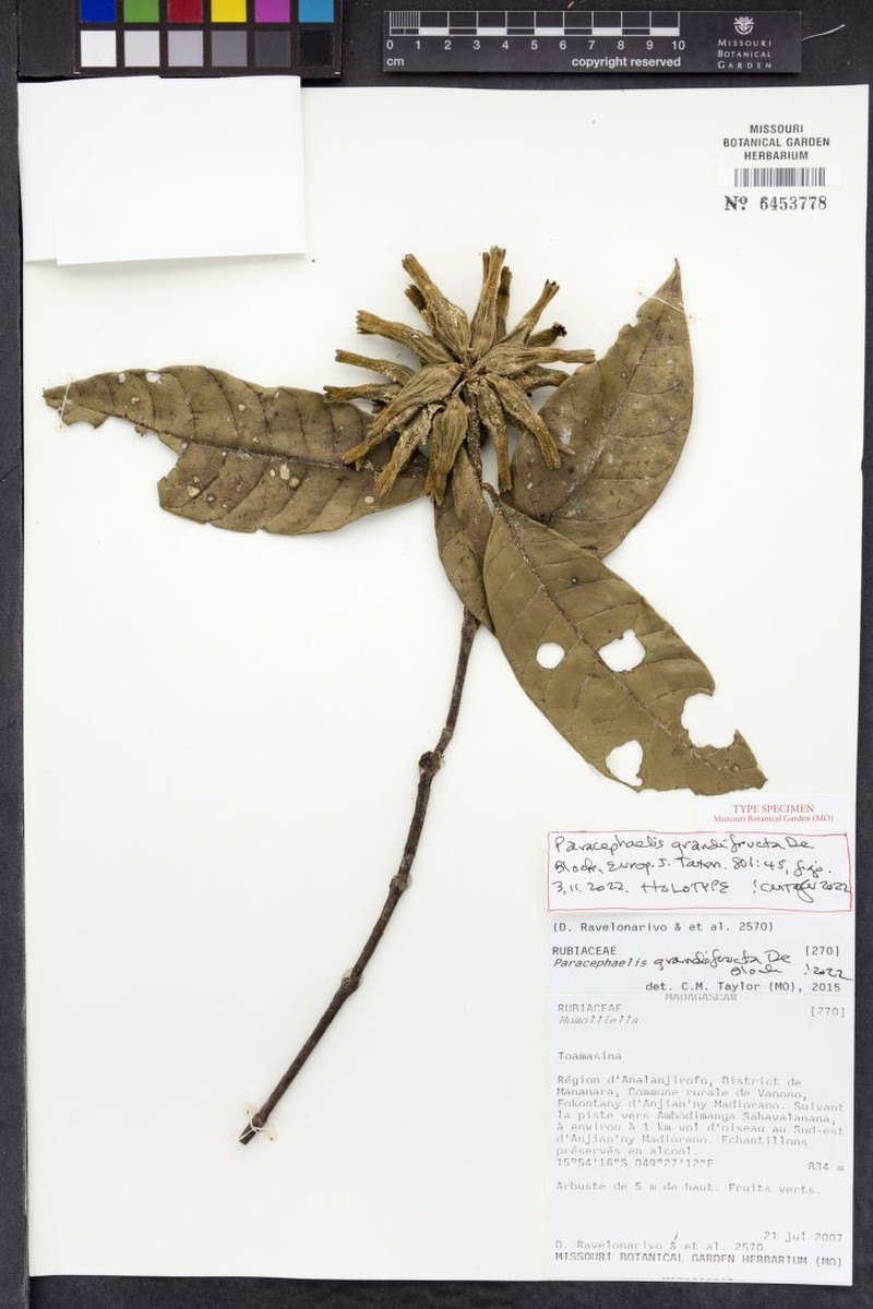 Paracephaelis grandifructa