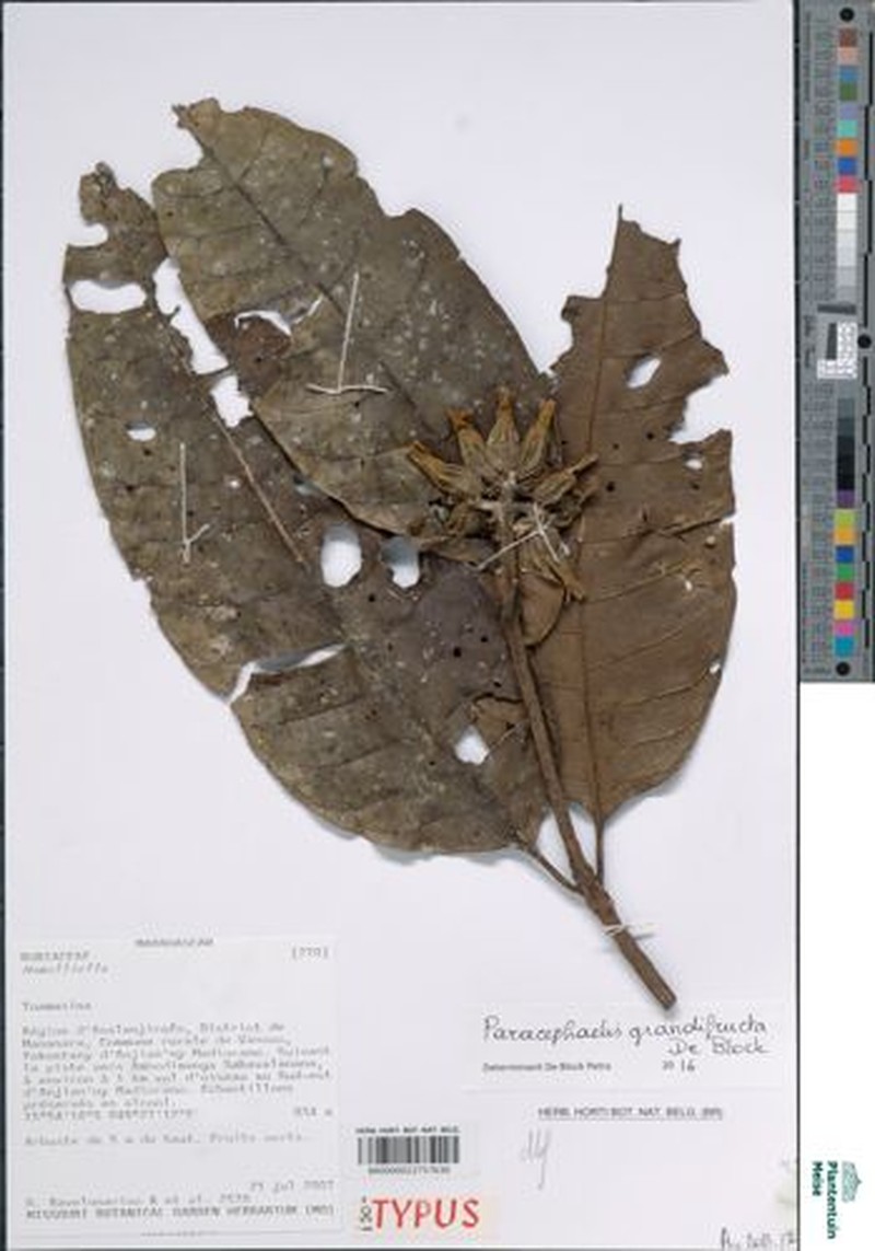 Paracephaelis grandifructa photo 2