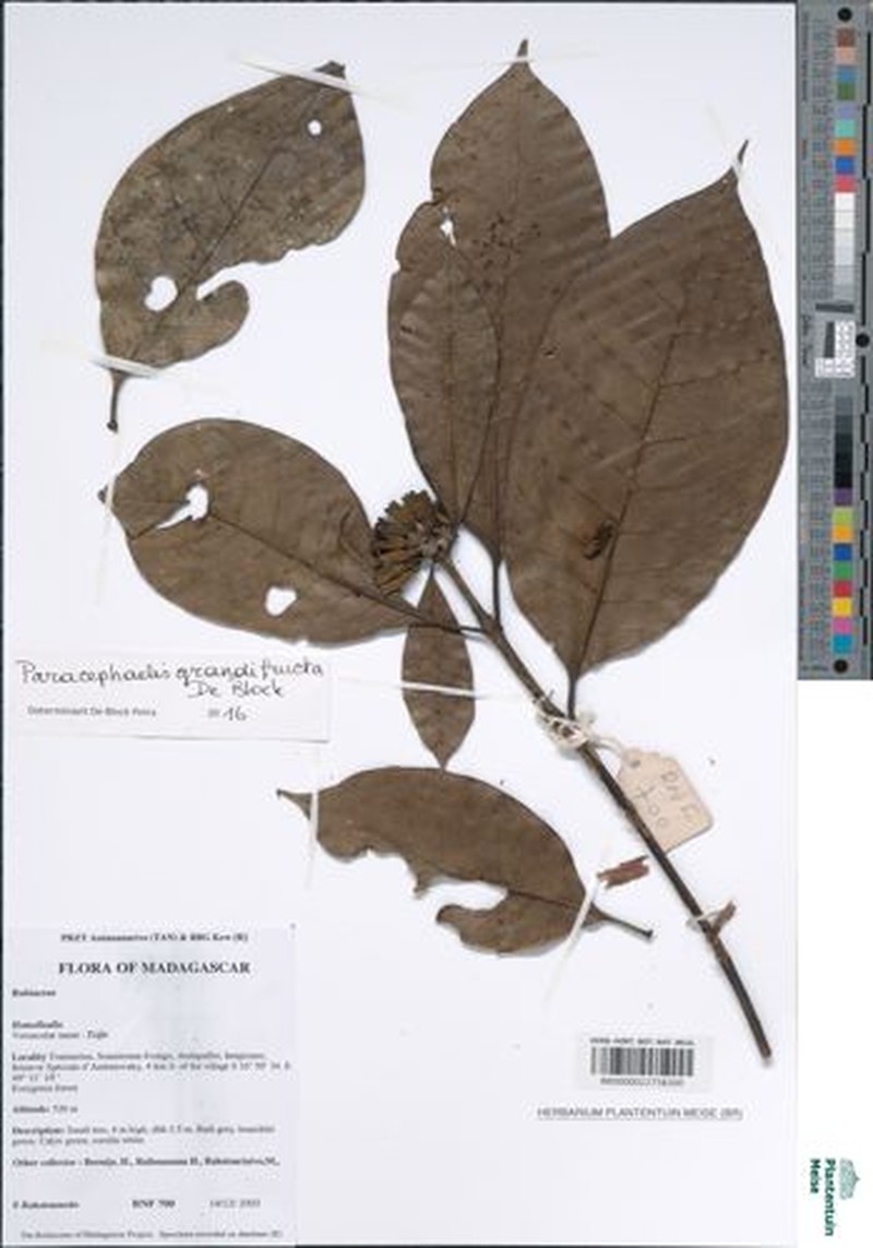 Paracephaelis grandifructa photo 3