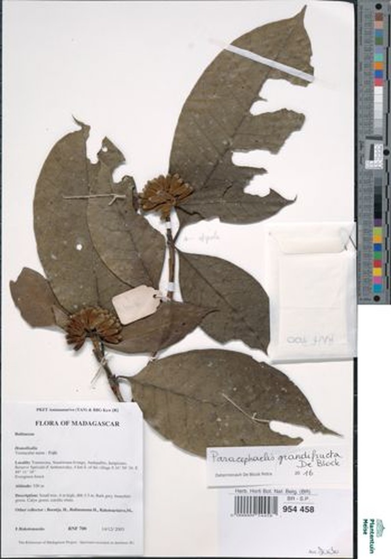 Paracephaelis grandifructa photo 4