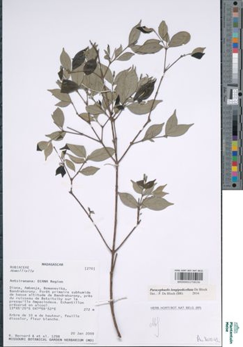 Paracephaelis longipedicellata