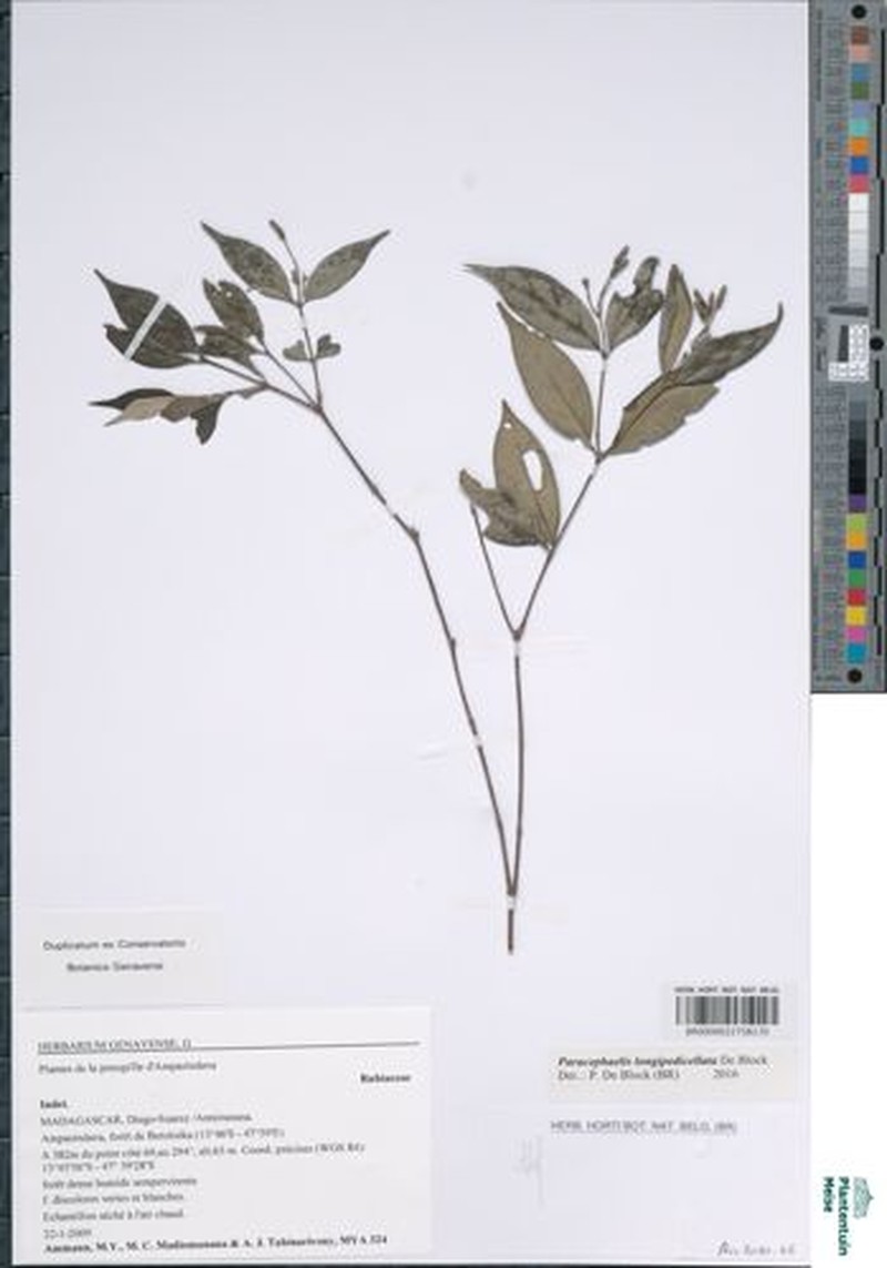 Paracephaelis longipedicellata photo 2