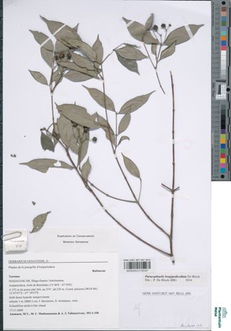 Paracephaelis longipedicellata photo 3