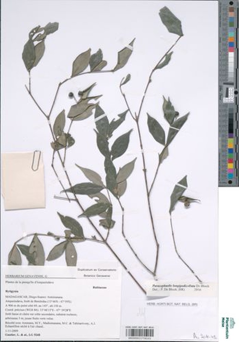 Paracephaelis longipedicellata photo 4