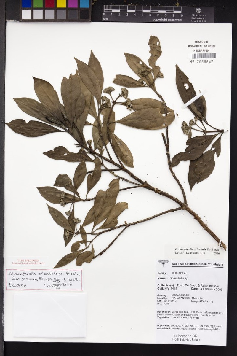 Paracephaelis orientalis photo 2