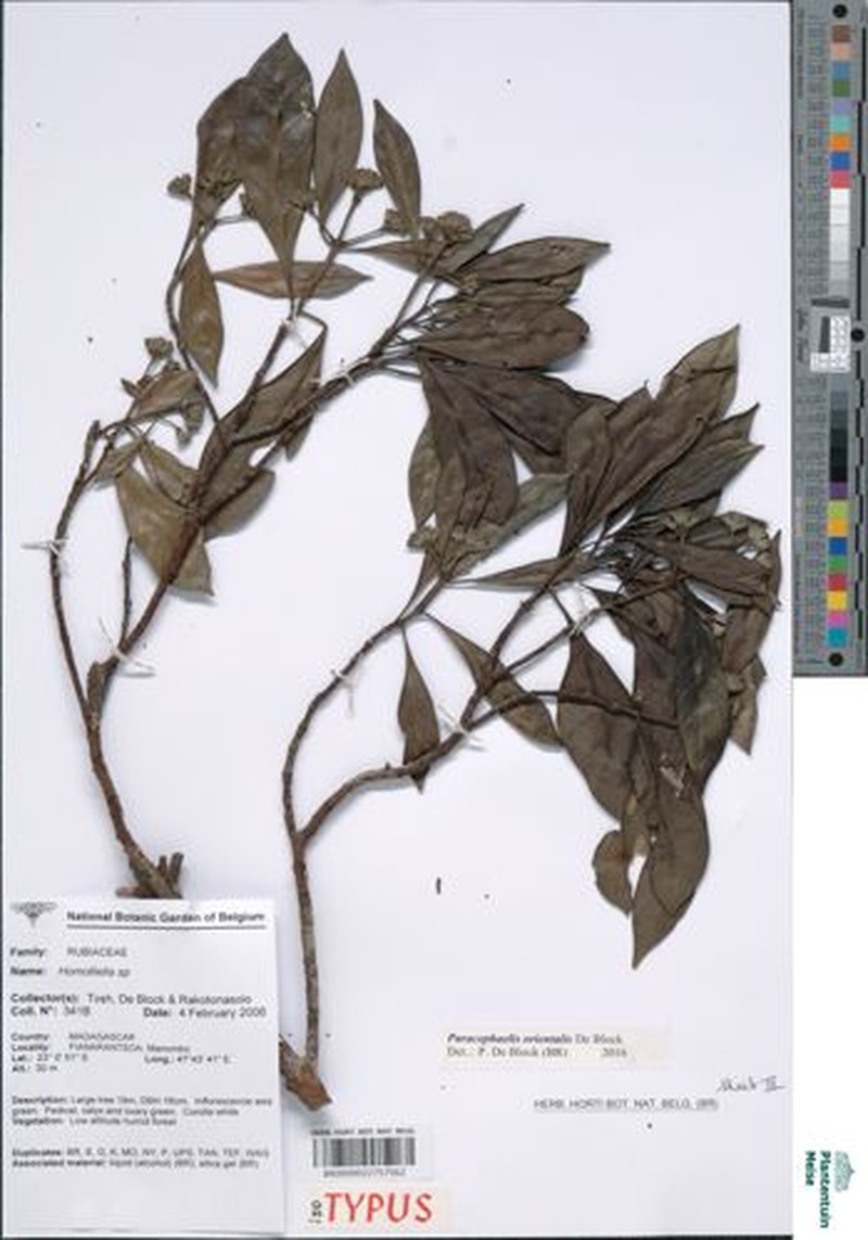 Paracephaelis orientalis photo 3