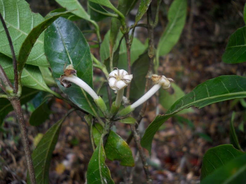 Paracephaelis pauciflora