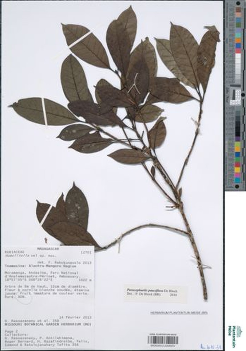 Paracephaelis pauciflora photo 2