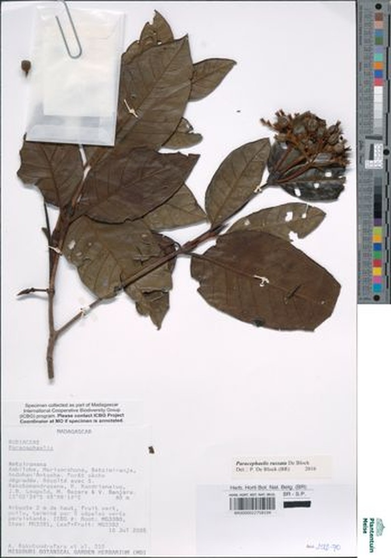 Paracephaelis russata