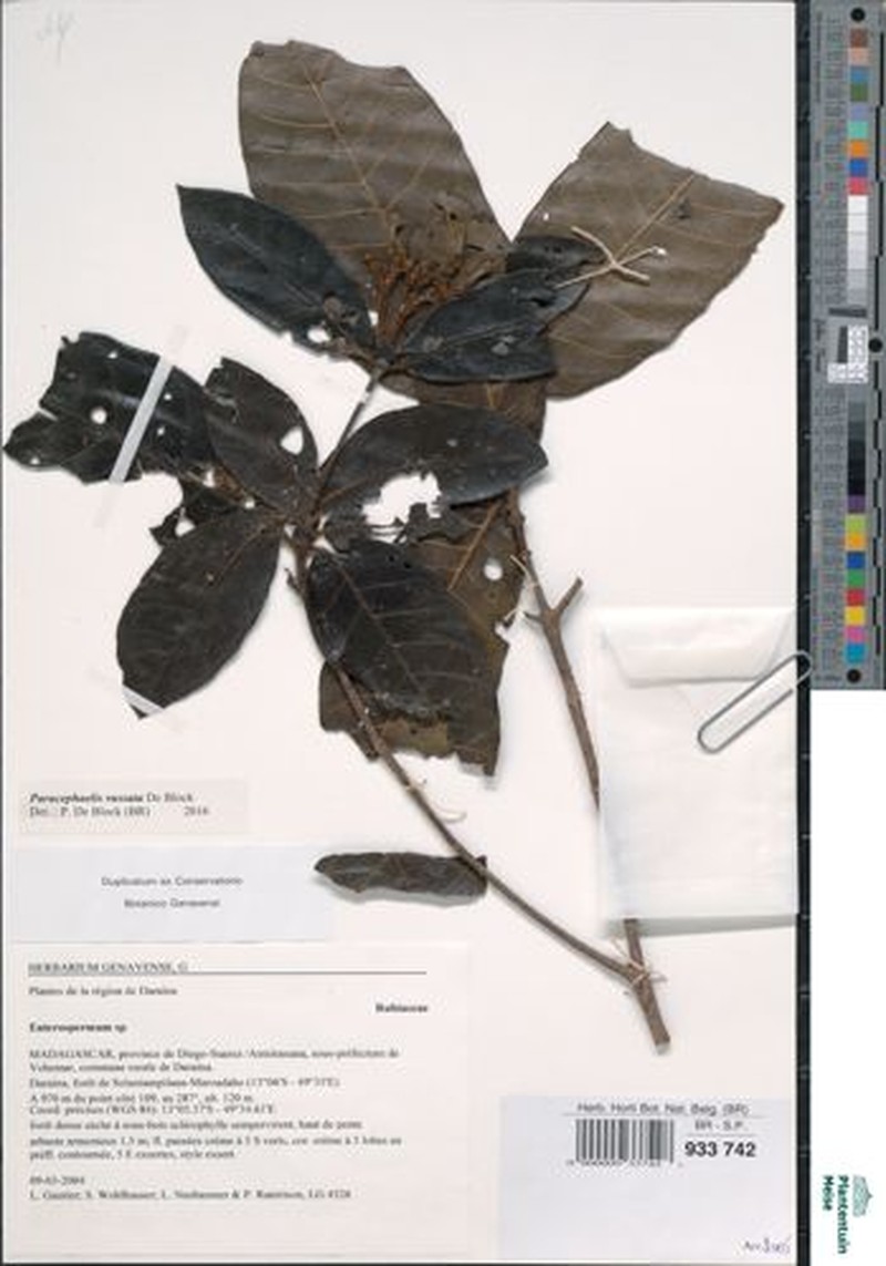 Paracephaelis russata photo 2