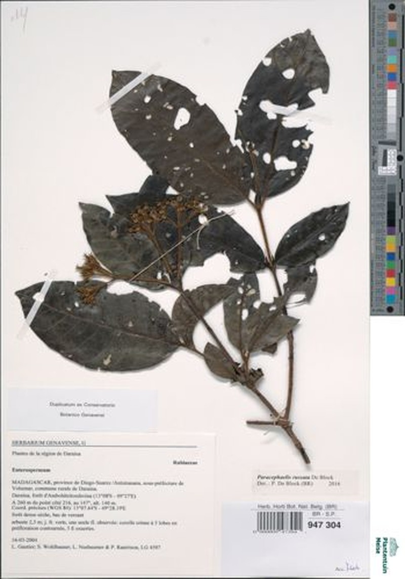 Paracephaelis russata photo 3