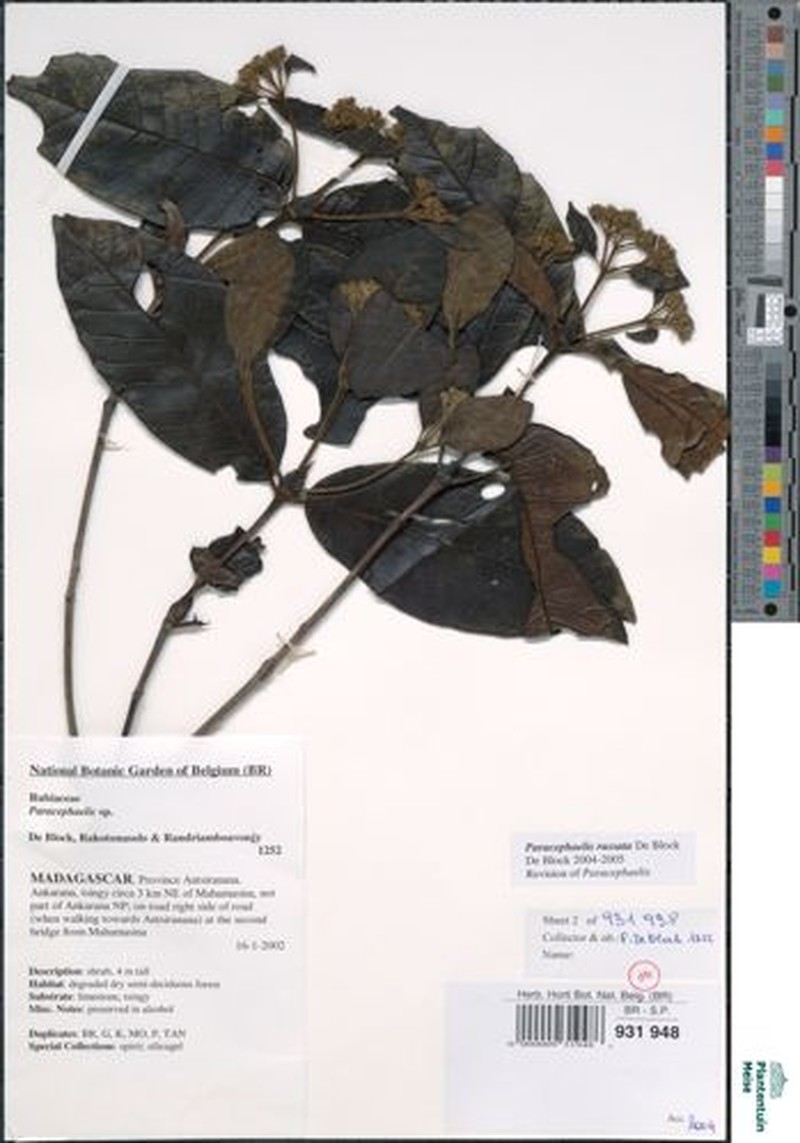 Paracephaelis russata photo 4