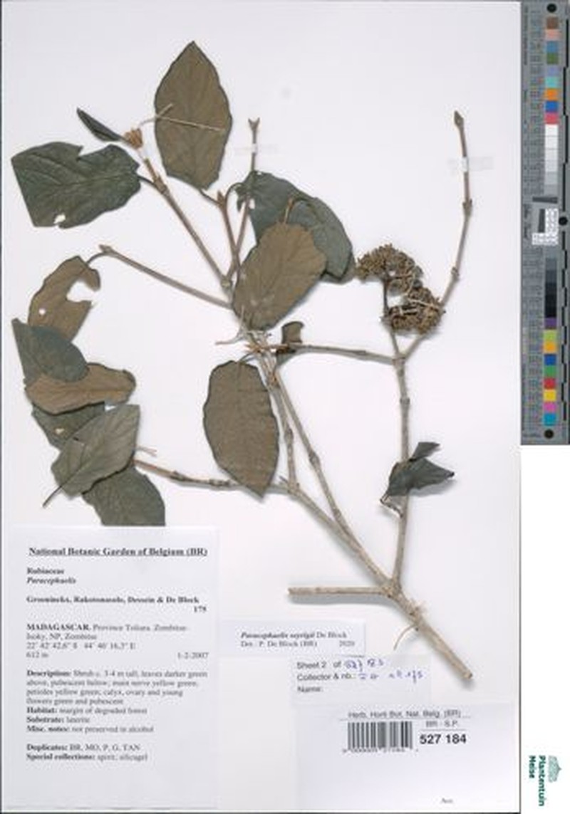 Paracephaelis seyrigii