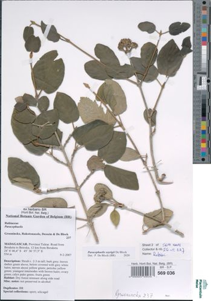 Paracephaelis seyrigii photo 2