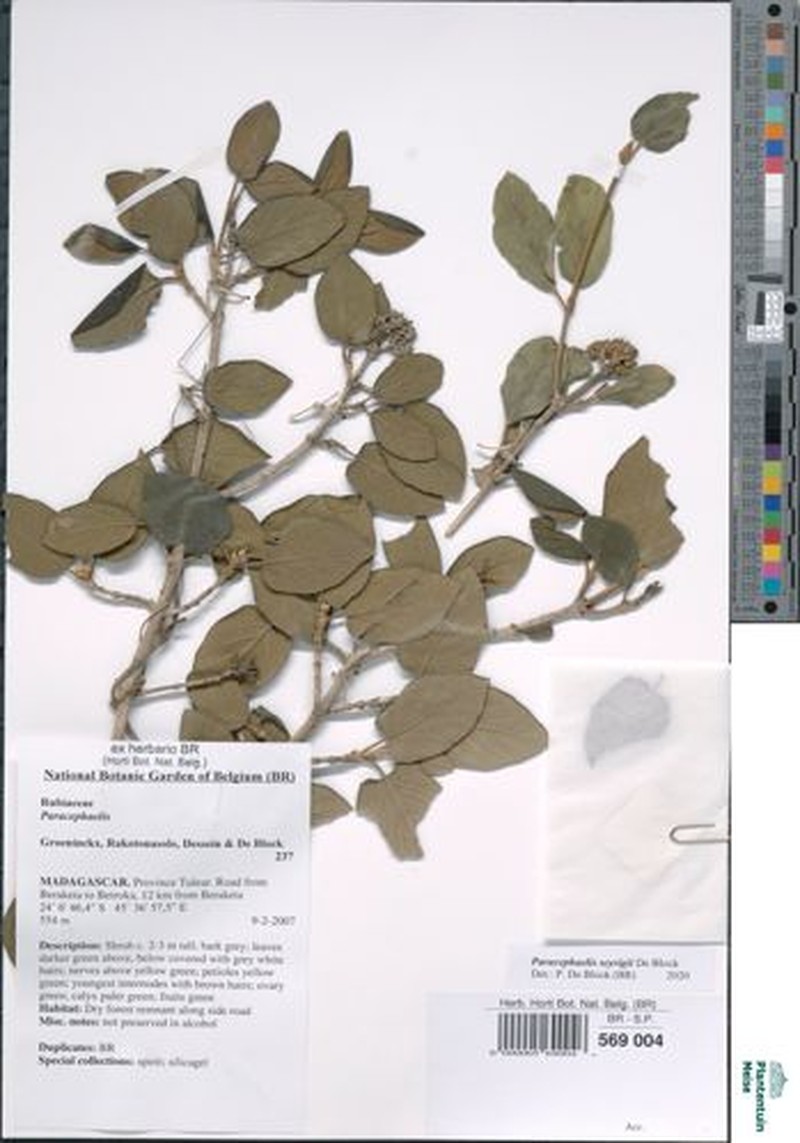 Paracephaelis seyrigii photo 3