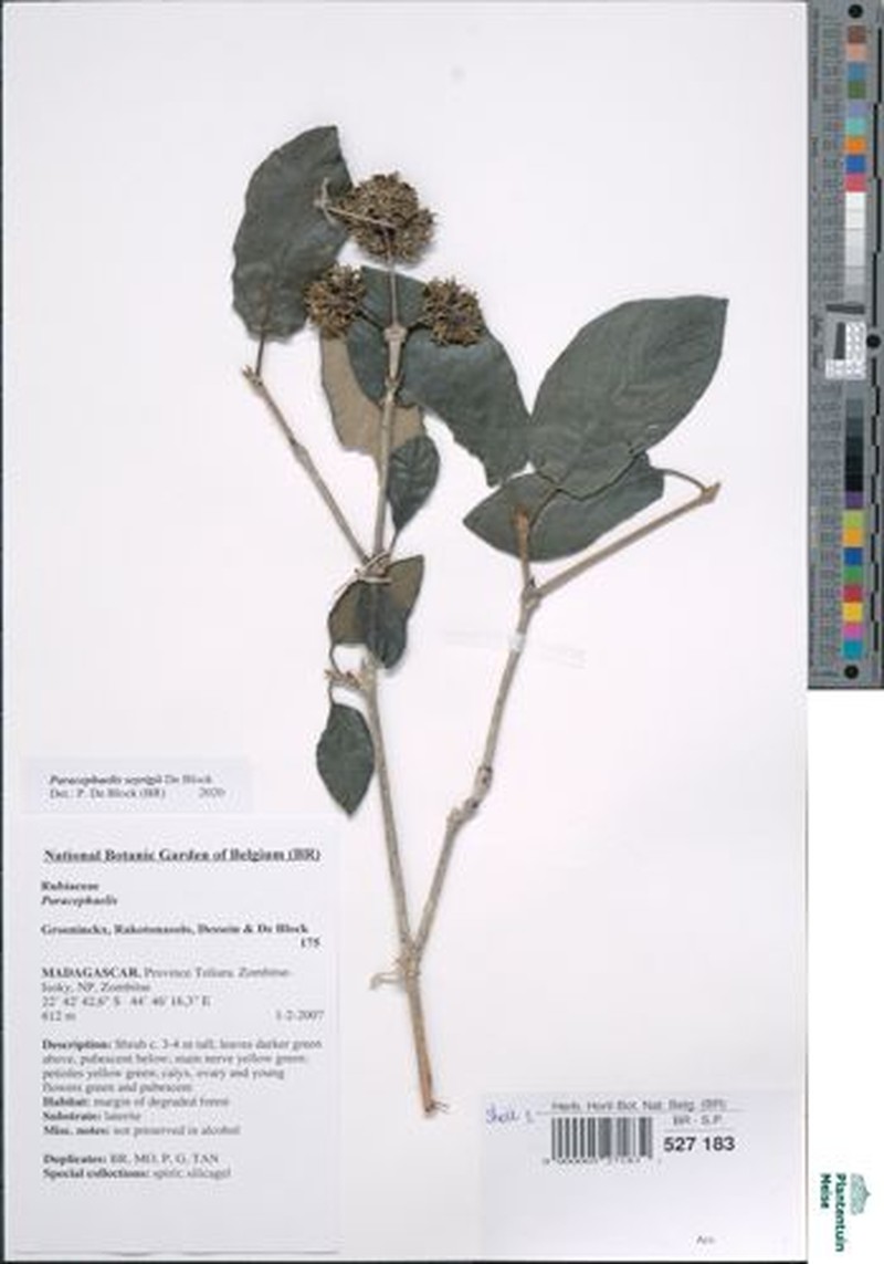 Paracephaelis seyrigii photo 4