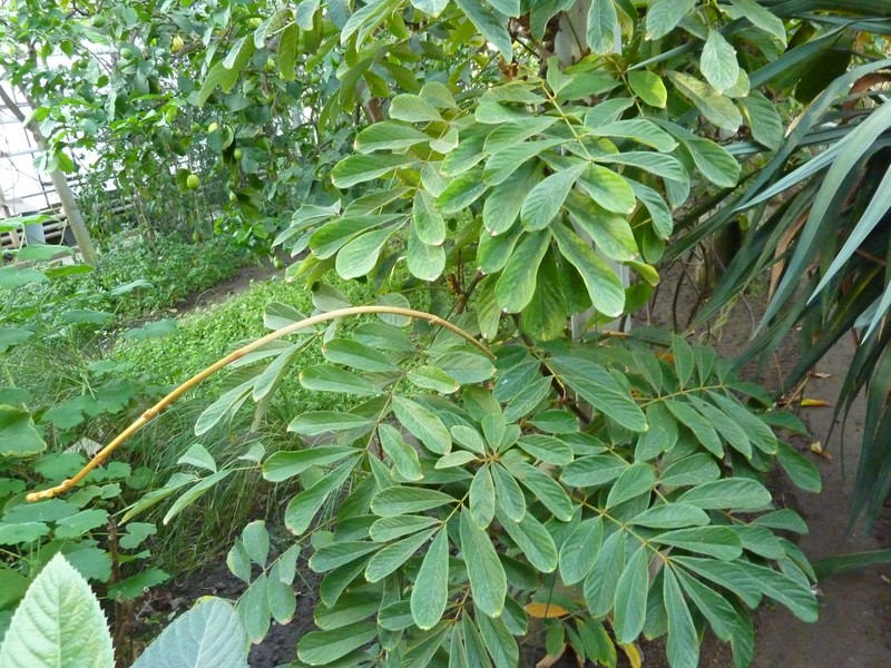 Tubaroot photo 3