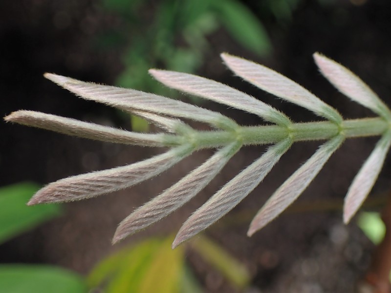 Tubaroot photo 4