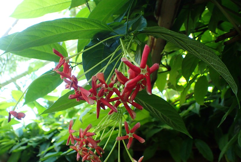 Tubaroot photo 6