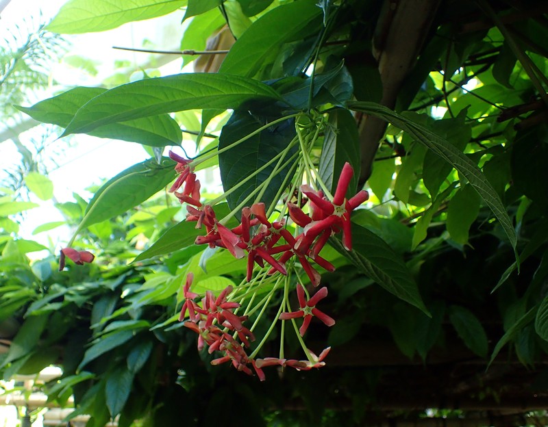 Tubaroot photo 7