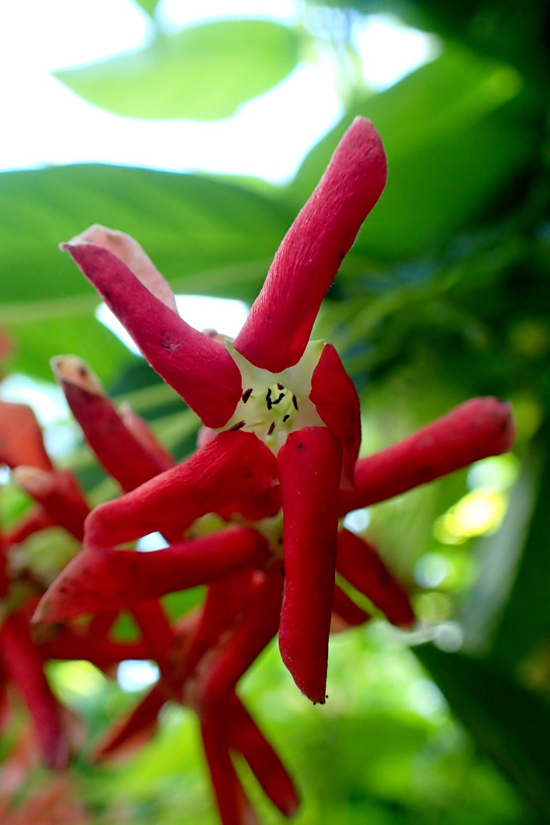 Tubaroot photo 2