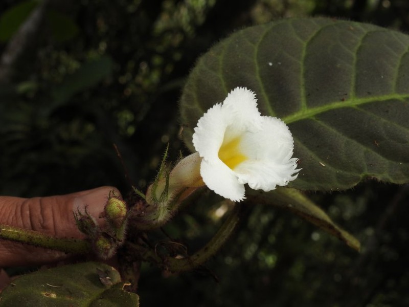 Paradrymonia vivianensis photo 2