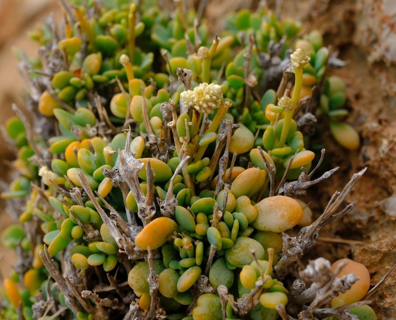 Paraerva microphylla
