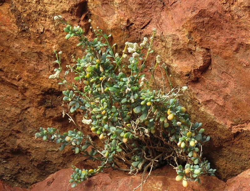Paraerva microphylla photo 2