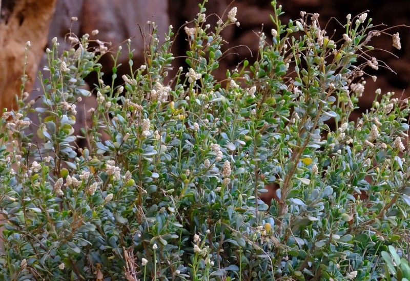 Paraerva microphylla photo 3