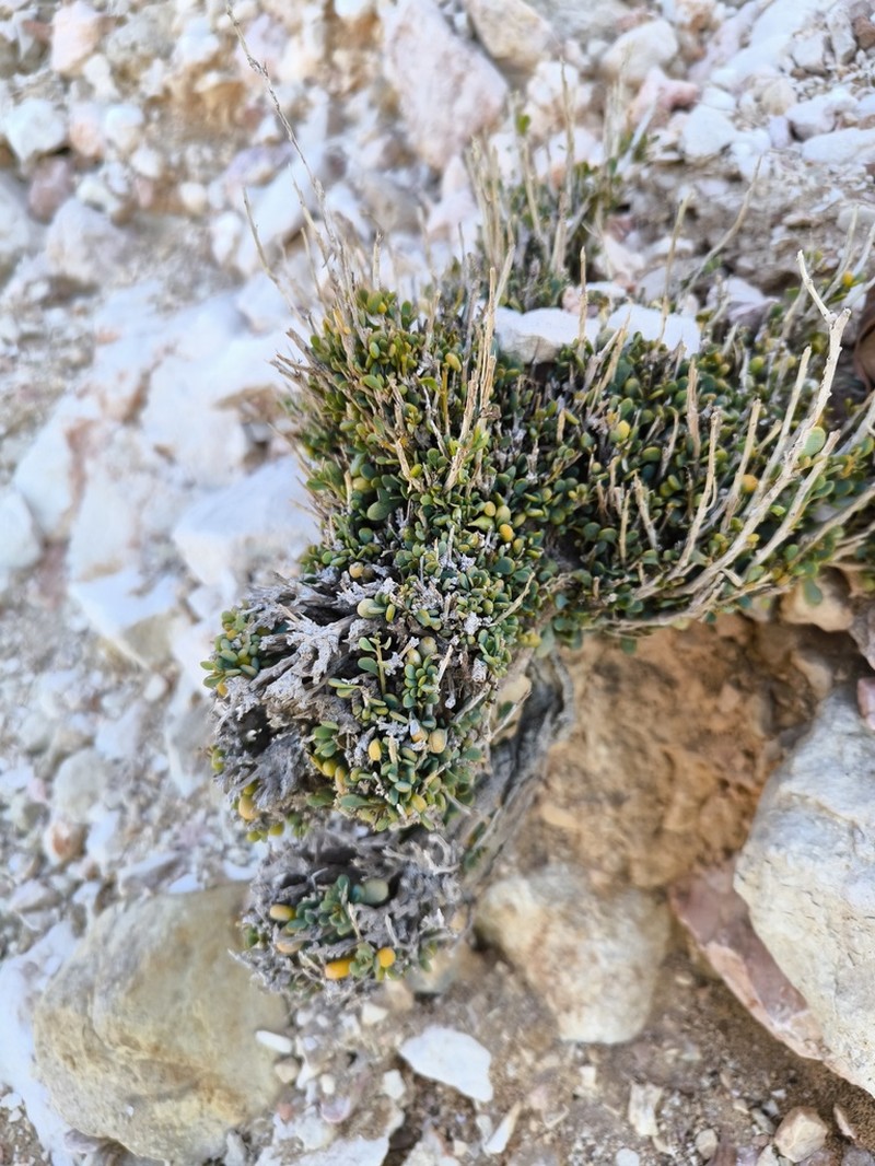 Paraerva microphylla photo 4