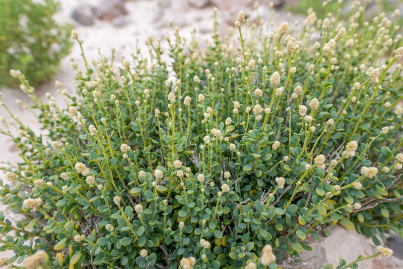 Paraerva microphylla photo 5