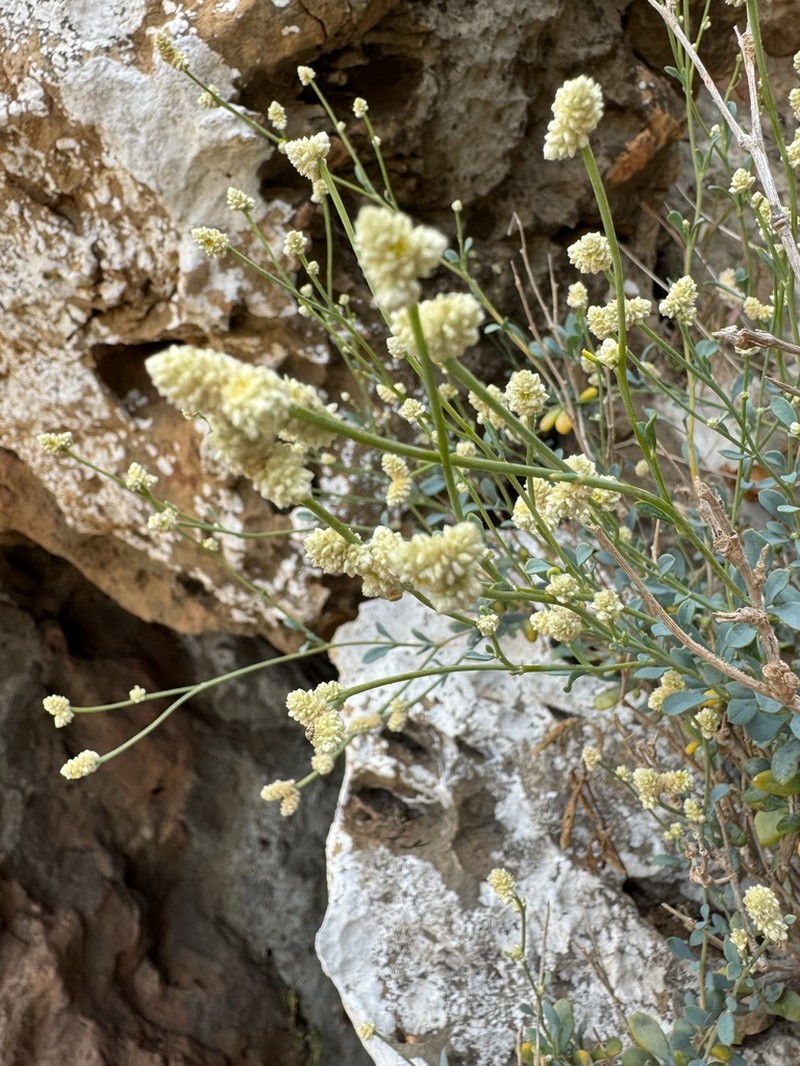 Paraerva microphylla photo 6