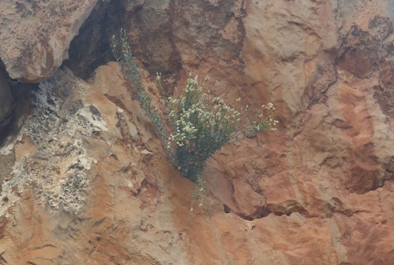 Paraerva microphylla photo 7