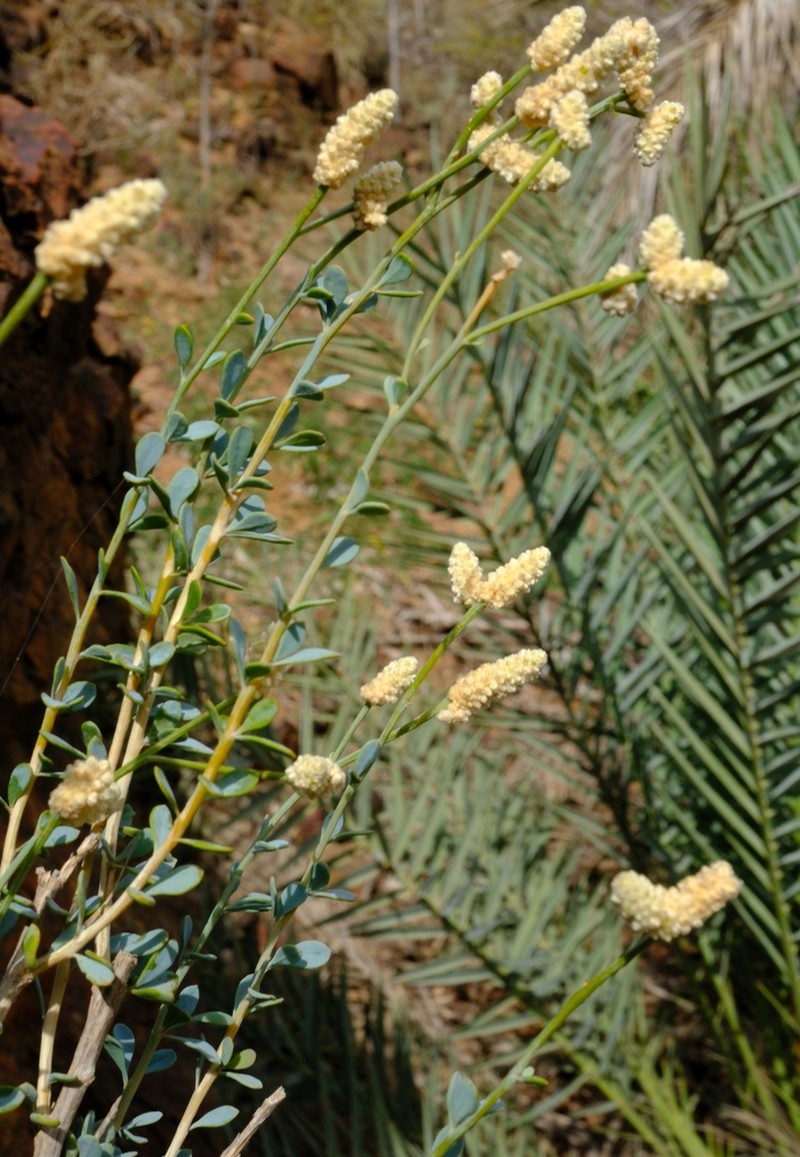Paraerva microphylla photo 8