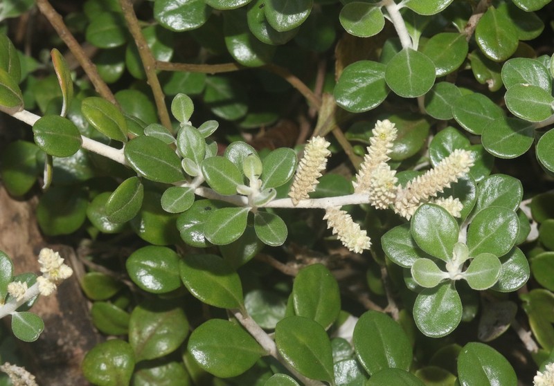 Paraerva revoluta