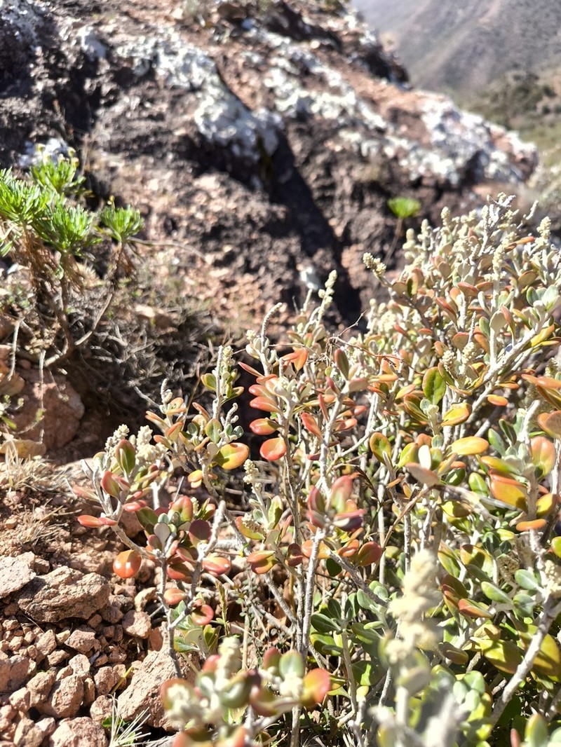 Paraerva revoluta photo 5