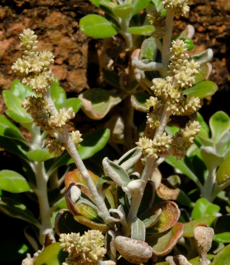 Paraerva revoluta photo 6